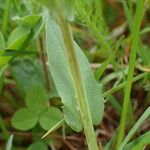 Noccaea caerulescens Hoja