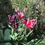 Tulipa gesneriana Flower