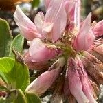 Trifolium thalii Flower