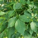 Fraxinus chinensis Fuelha