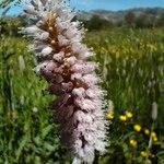 Bistorta officinalis Flower