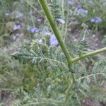 Phacelia distans Kaarna