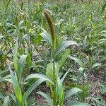 Setaria italica Fruit