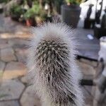 Cleistocactus strausii Other