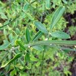 Chrysojasminum fruticans 葉