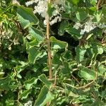 Fallopia baldschuanica Leaf