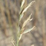 Festuca juncifolia Inny