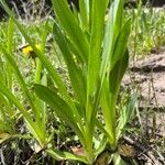 Hymenoxys hoopesii Leaf