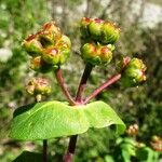 Lonicera etrusca Ffrwyth