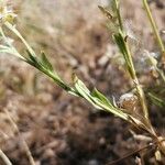 Centaurea melitensis Blatt