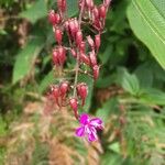 Oxyspora paniculata Blüte