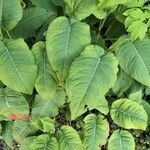 Persicaria amplexicaulis Leaf