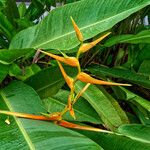 Heliconia latispatha Flor