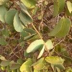 Cissus rotundifolia Blad