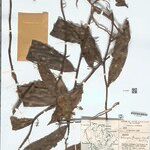 Heteropsis flexuosa Hoja