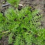 Lepidium coronopus Leaf