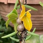 Dioscorea polystachya Fruto