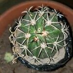 Melocactus matanzanus Blatt