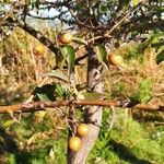 Pyrus spinosaFruit