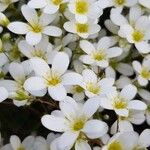 Saxifraga hypnoides Fula