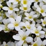 Saxifraga hypnoides Floare