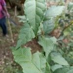 Rhamnus prinoides 葉