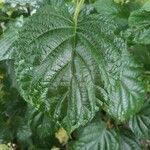 Hydrangea arborescens Leaf