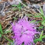 Dianthus hyssopifolius Květ