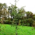 Quercus marilandica Hábito