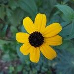 Rudbeckia triloba फूल