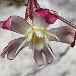 Silene ciliata Flower