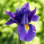 Iris latifolia Fula