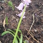 Hyacinthoides hispanicaFlor