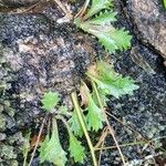 Micranthes petiolaris Leaf