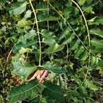 Ailanthus excelsa Blad