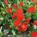 Tulipa praestans花