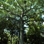 Ceiba pentandra Habit