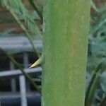 Cycas × multifrondis Azala