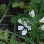 Cardamine amara Flower