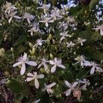 Clematis ternifloraΛουλούδι