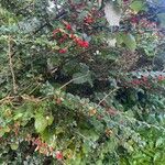 Cotoneaster simonsii Συνήθη χαρακτηριστικά