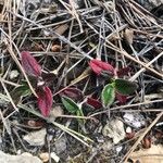 Helianthemum cinereum Leaf