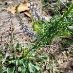 Anarrhinum bellidifolium List