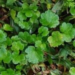 Hydrocotyle sibthorpioides Leaf