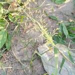 Eragrostis minor ফল