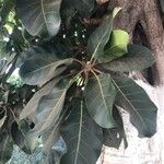 Ficus lutea Yaprak