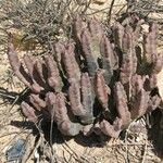 Caralluma arabica Hoja
