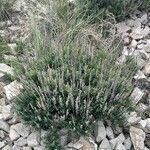 Artemisia tridentata 整株植物