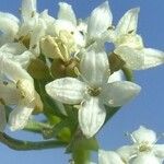 Galium pseudohelveticum Flower