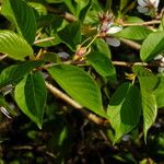 Prunus × yedoensis Φύλλο